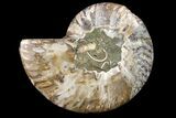 Bargain, Cut & Polished Ammonite Fossil (Half) - Madagascar #162166-1